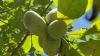 New website makes it easier to buy Ohio-grown trees