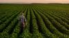Opinion | Alabama farmers are going bankrupt. They don’t have to