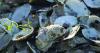 Mississippi Oyster Season to Open Monday