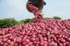 Nigeria resumes onion exports to Ghana after trade dispute