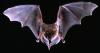 Idaho health officials warn of increased human encounters with rabid bats