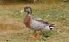 Trevor, 'world's loneliest duck', dies on Pacific island of Niue
