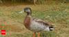 'World's loneliest duck' Trevor dies on tiny Niue