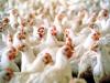 6 Poultry Companies Agree to $41.7M Deal Over Oklahoma Water Pollution