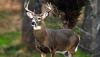Missouri approves nonresident deer hunting rule changes for 2026
