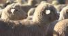 Montana Ag Network: how sheep grazing benefits bees