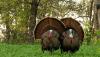 Missouri spring turkey harvest reaches 50,730 birds in 2026 season