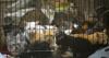 Wisconsin Humane Society needs fosters and adopters as cat population tops 1,050