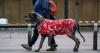 Crufts 2022: All the countries where entrants need a pet passport to get into UK