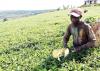 Uganda moves to regulate tea industry with new laws, Shs310 billion boost