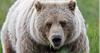 Montanans urged to comment on proposed grizzly bear management