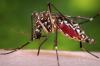Over 70 dengue cases reported in Oman