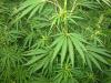 Greece Bans Cannabis Flower Products in Nationwide Retail Crackdown