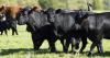 Drought conditions impacting cattle producers across the state