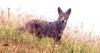 Mission police urge residents to be cautious after coyote sighting