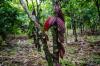 German cocoa sector processing figures down