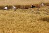 Severe Drought Slashes Afghanistan Wheat Harvest by 60%, Aid Group Warns of Worsening Food Crisis