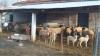 Greek Feta Faces Rising Prices as Sheep and Goat Herds Shrink