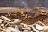 Anglo Asian Mining posts $159 mln in H1 revenue as copper sales surge