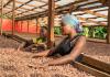 Ghana’s Cocobod lifts cocoa crop prices, yet wider major market challenges remain