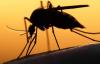 Malaria Surge in Urban Teens: Medics site gaps in care