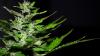 Four men charged after cannabis farm worth £1.3 million raided