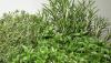 Ten Greek Herbs That Can Improve Your Health