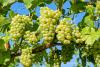 Smoke Summit Highlights New Research and Tools for Wine Grape Growers