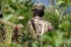 Gold smuggling funds ADF in eastern Congo, report says