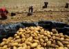 Egypt’s agricultural exports surpass 9 million tons in 2025