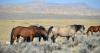 Wyoming may request permission to kill wild horses