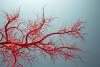 Scientists Replicate Real Blood Vessels To Unlock New Treatments for Vascular Disease