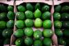 Agronometrics in Charts: Colombian avocados continue to gain momentum in the US market