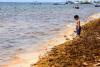 Caribbean Matters: A stinky 'golden tide' of Sargassum seaweed strangles the Caribbean