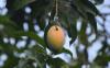 Agronometrics in Charts: Mexican mango volumes to drop 27 percent this summer