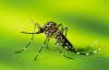 Guadeloupe reports upsurge in dengue cases