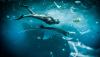 Maritime sustainability: Ensuring Oceans of Fish, Not Plastic