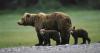 Man killed by mother bear with her cub in rare attack in Bulgaria