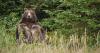 Agents can kill bears from the air to protect Alaska caribou, judge says