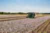 U.S. Cotton Crop Progress Continues Despite Delays in Texas